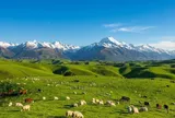 New Zealand và bài học nông nghiệp diệu kỳ