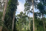 Khi người dân được hưởng lợi từ rừng