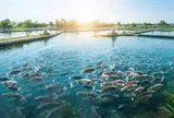 Hiện đại hóa ngành thủy sản: Đánh giá lại vai trò của quy mô trong phát triển bền vững