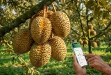 Ngành hàng sầu riêng: 5 giải pháp trọng tâm để chinh phục mục tiêu 4 tỷ USD