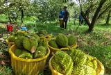 Thông điệp mạnh từ vụ án sầu riêng