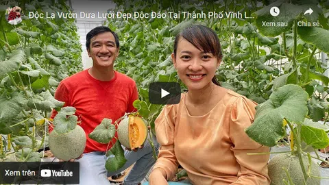 Độc lạ vườn dưa lưới đẹp độc đáo tại thành phố Vĩnh Long