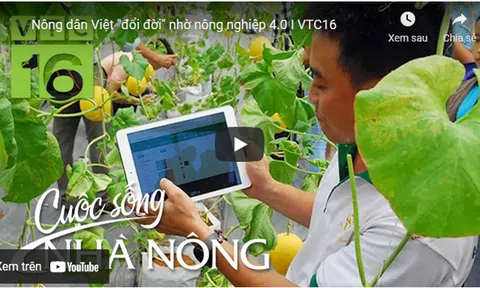 Nông dân Việt "đổi đời" nhờ nông nghiệp 4.0