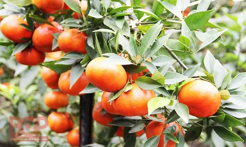 Bắc Giang: Phấn đấu nằm trong nhóm 3 tỉnh có giá trị cây ăn quả lớn nhất toàn quốc