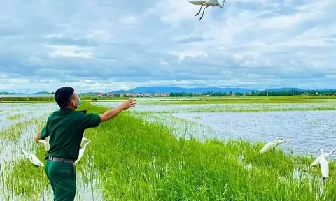 Trả tự do cho những cánh cò