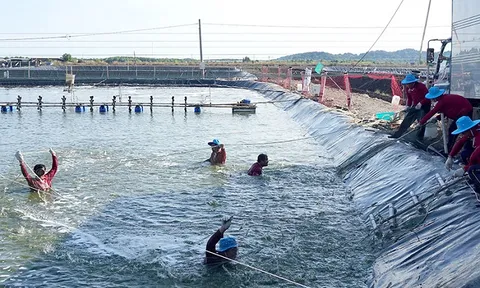 Bảo đảm chuỗi nguyên liệu thủy sản ở ĐBSCL