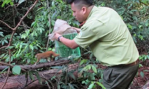 Tăng cường quản lý, thực thi pháp luật bảo vệ động vật hoang dã