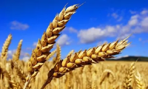 FAO dự báo sản lượng ngũ cốc kỷ lục vẫn không đủ đáp ứng nhu cầu tiêu thụ