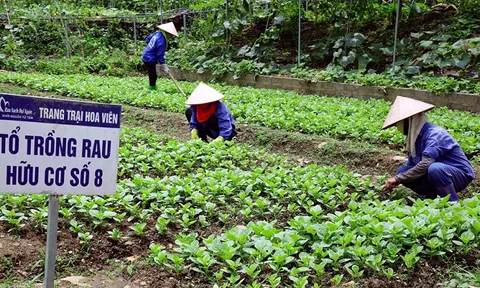Hà Nội phát triển nông nghiệp hữu cơ: Hướng đi hiệu quả, bền vững