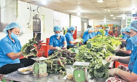 Đưa lao động trở lại chuỗi liên kết nông nghiệp