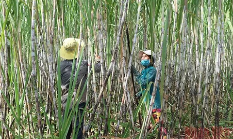 Vực lại ngành mía đường