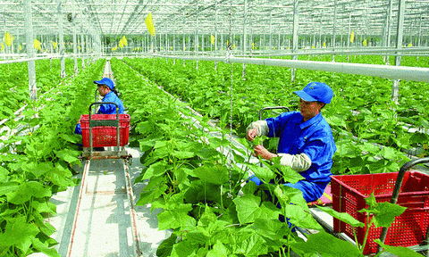 Thấy gì từ chiến lược nông nghiệp dài hạn đầu tiên của Việt Nam?