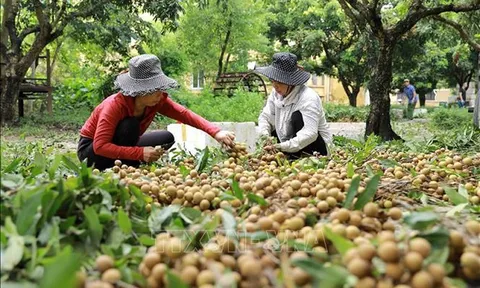 Chuyển đổi số hướng đến hợp tác xã thông minh