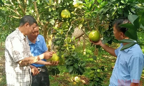 Cả hệ thống chính trị vào cuộc giúp người dân tiêu thụ nông sản ở Sơn La