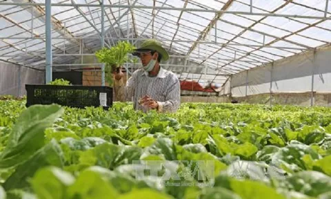 Rau Đà Lạt tăng giá gấp đôi, hoa tiêu thụ mạnh