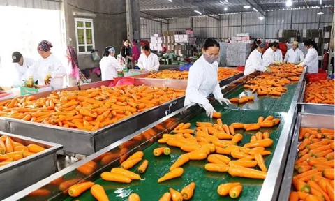 Rau quả rộng đường vào châu Âu