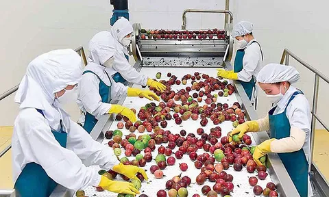Doanh nghiệp nông nghiệp thu hút lao động trở lại làm việc