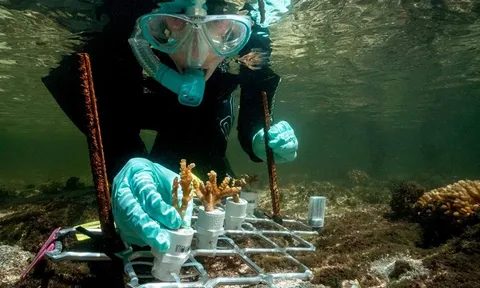 'Trồng rừng' dưới đáy biển giúp chặn đà suy giảm đa dạng sinh học