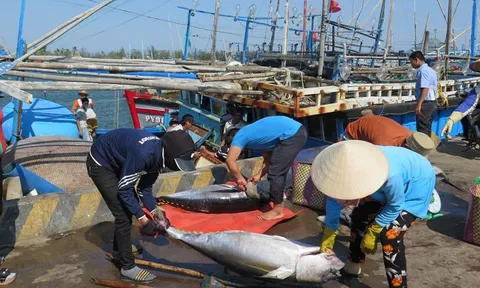 Thẻ vàng của EC với thuỷ sản Việt Nam: Cảnh báo “bay màu” vàng sang đỏ