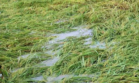 Hơn 9.300 ha lúa và hoa màu của Thái Bình bị ảnh hưởng do bão số 7