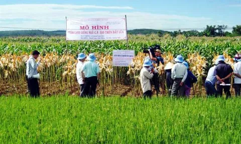 Lựa chọn giống cây có năng suất, chất lượng cao khi chuyển đổi cây trồng trên đất lúa tại các tỉnh Nam bộ