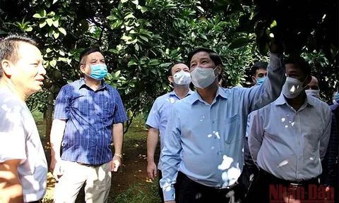 Hòa Bình cần triển khai tái canh cây có múi, phục hồi đất và thâm canh