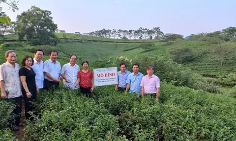 PH8 – Một giống chè chất lượng, năng suất cao