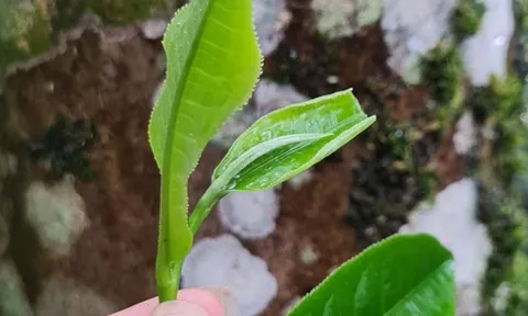 Gìn giữ và lan tỏa tinh hoa của người Việt - Trà cổ thụ thiên nhiên của cô gái miền núi tỉnh Quảng Trị