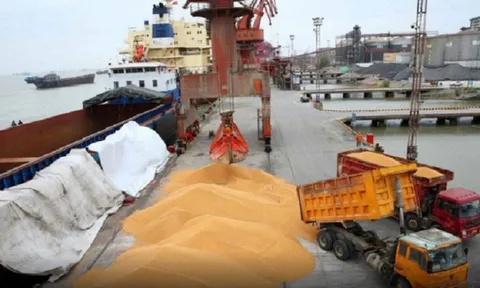 Việt Nam là cường quốc nhập khẩu nguyên liệu thức ăn chăn nuôi, vấn đề gây suy nghĩ cho ngành nông nghiệp