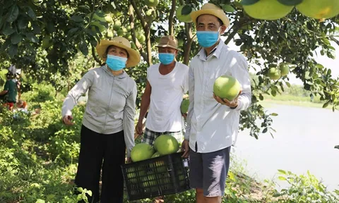 Cây ăn quả vào vụ thu hoạch chính