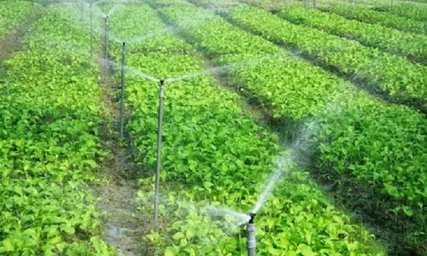 Quảng Ninh: Chuyển đổi cơ cấu cây trồng trên đất lúa kém hiệu quả