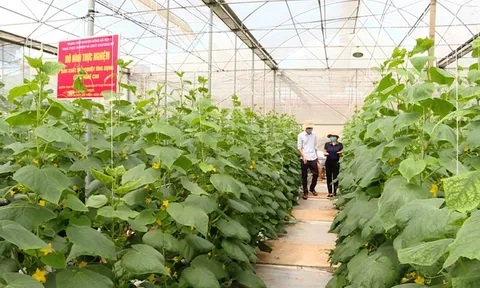 Đưa khoa học kỹ thuật vào sản xuất nông nghiệp: Khuyến nông đồng hành với nông dân