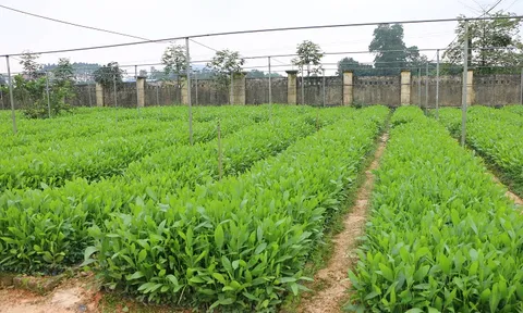Đề xuất tiêu chí công nhận giống cây trồng lâm nghiệp