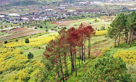 Hàng chục cây thông ba lá bị “đầu độc” tại Lâm Đồng