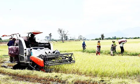 Hiệu quả từ mô hình cánh đồng mẫu lớn
