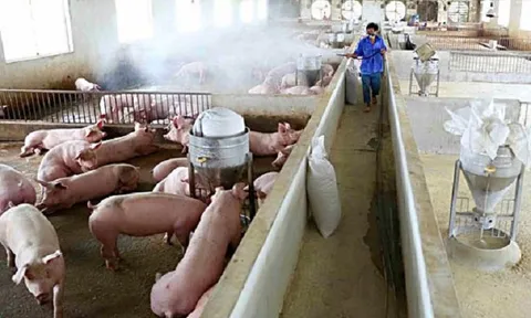 Kinh tế trang trại tại Hà Nội: Đổi mới để phát triển bền vững