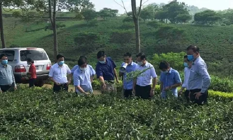 Nghiên cứu kỹ thuật sản xuất chè theo hướng hữu cơ