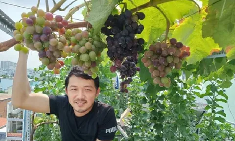 Mang cả vườn trái cây trĩu quả lên sân thượng tầng 5