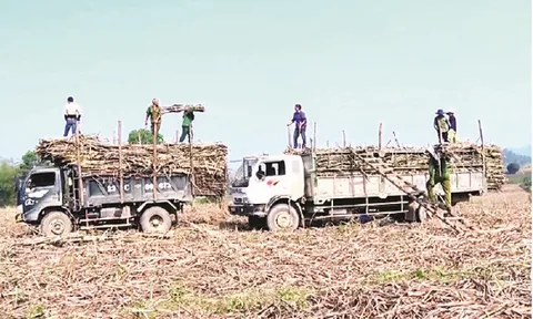 Ngành mía đường mất lợi thế trên “sân nhà”