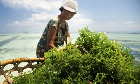 Nhánh rong xanh mở ra "cánh cửa"