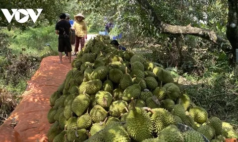 Nhiều vườn cây sầu riêng “né được hạn mặn” trúng mùa, trúng giá