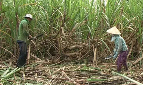 Nông dân Sơn La phấn khởi mở rộng diện tích trồng khi mía được giá