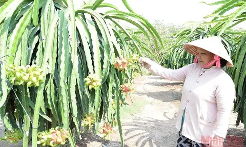 Phát triển bền vững vùng cây ăn quả phía Nam