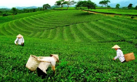 Phát triển sản xuất chè an toàn ở Phú Thọ