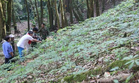 Sâm Ngọc Linh: Món quà núi rừng cần được bảo tồn và phát triển
