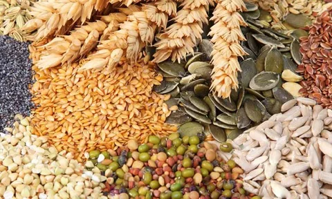 FAO tiếp tục dự báo sản lượng ngũ cốc kỷ lục vào năm 2021