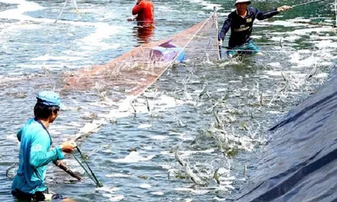 Sản lượng tôm toàn cầu tăng trưởng đáng kể vào năm 2021