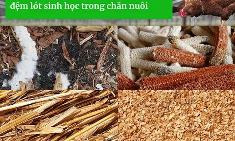 Đệm lót sinh học trong chăn nuôi: cách làm giàu thân thiện với môi trường