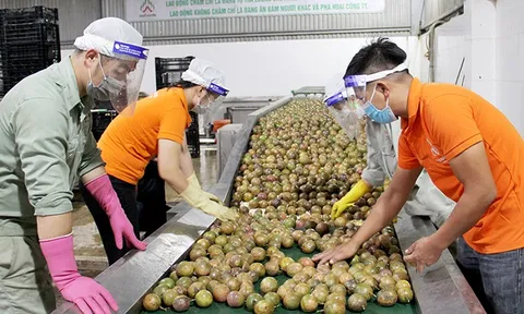 Thích ứng quy định mới về xuất khẩu nông sản sang Trung Quốc