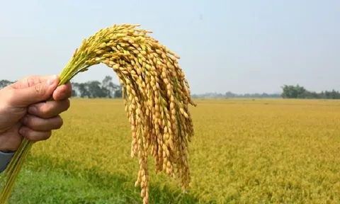 FAO dự báo sản lượng ngũ cốc thế giới kỷ lục đủ đáp ứng thị trường